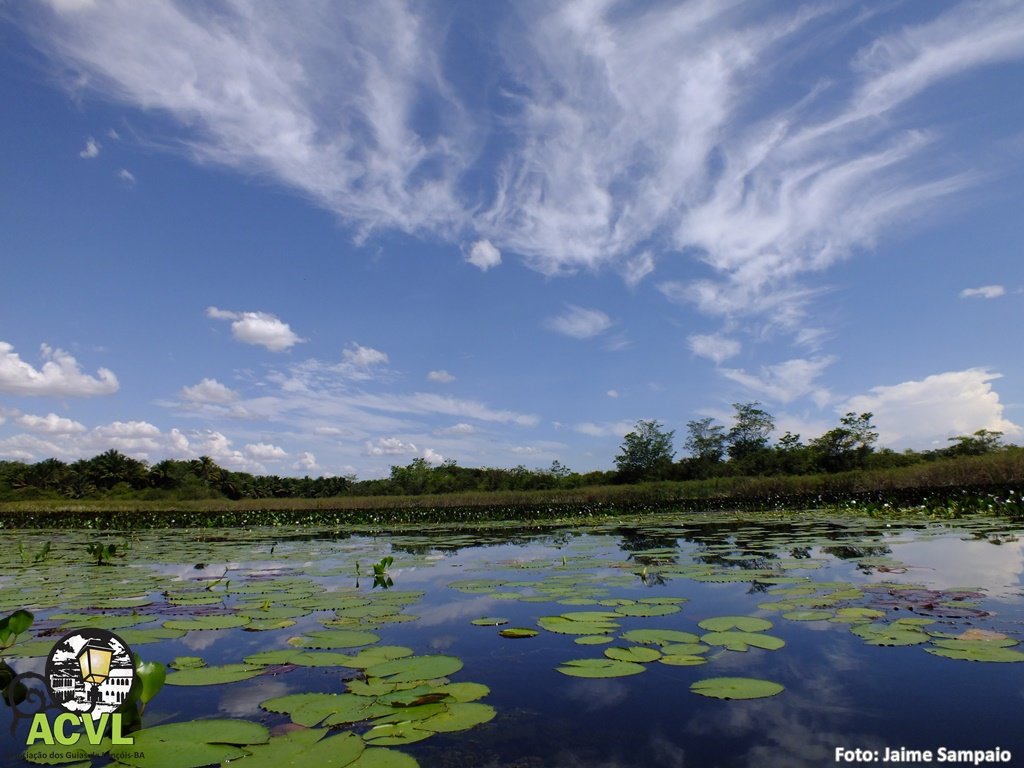 Espelhos d'água no Marimbus