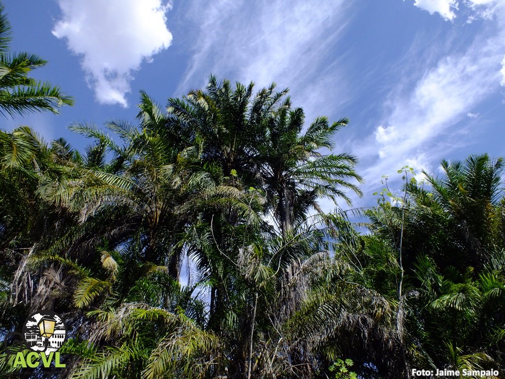 Espelhos d'água no Marimbus