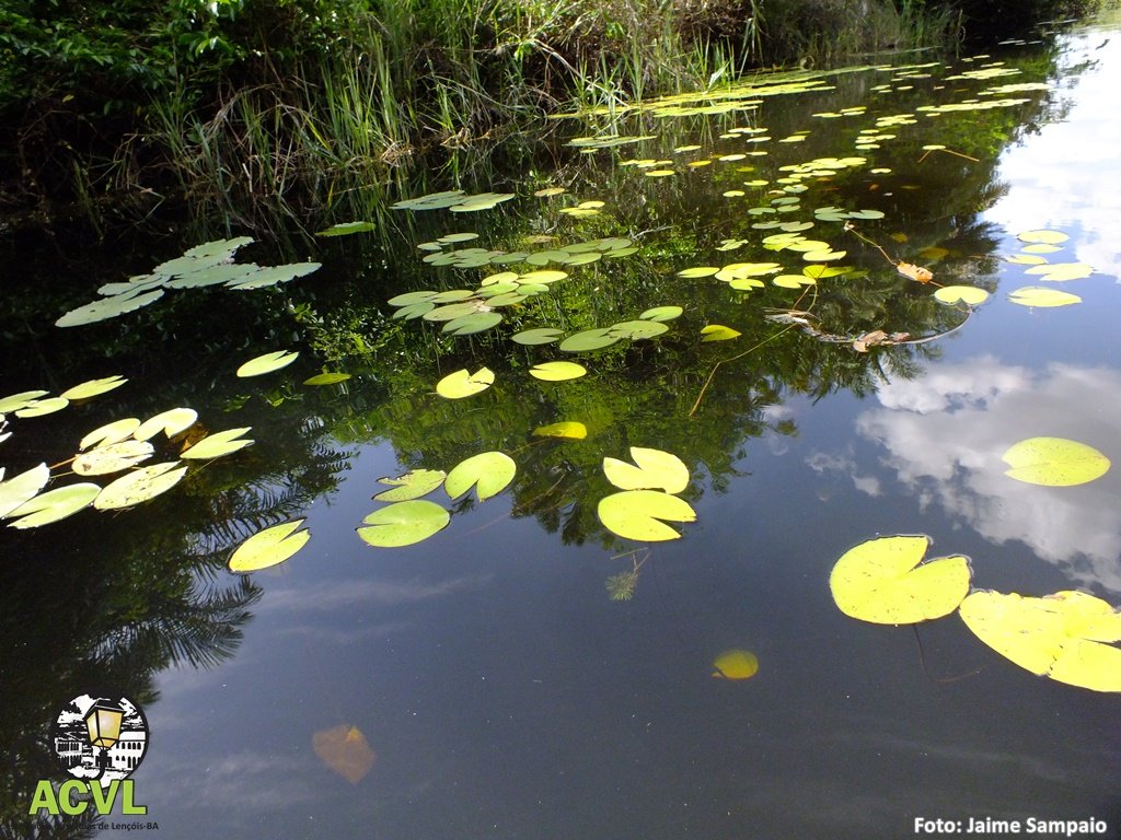 Espelhos d'água no Marimbus